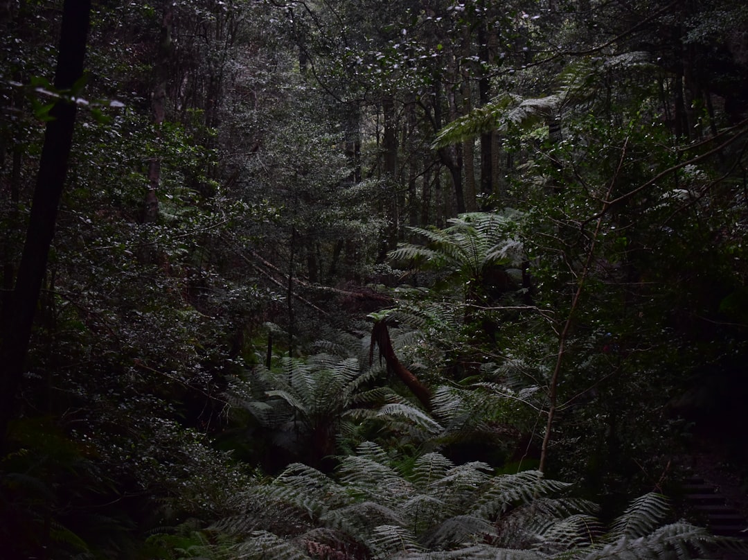 Photo Mysterious forest