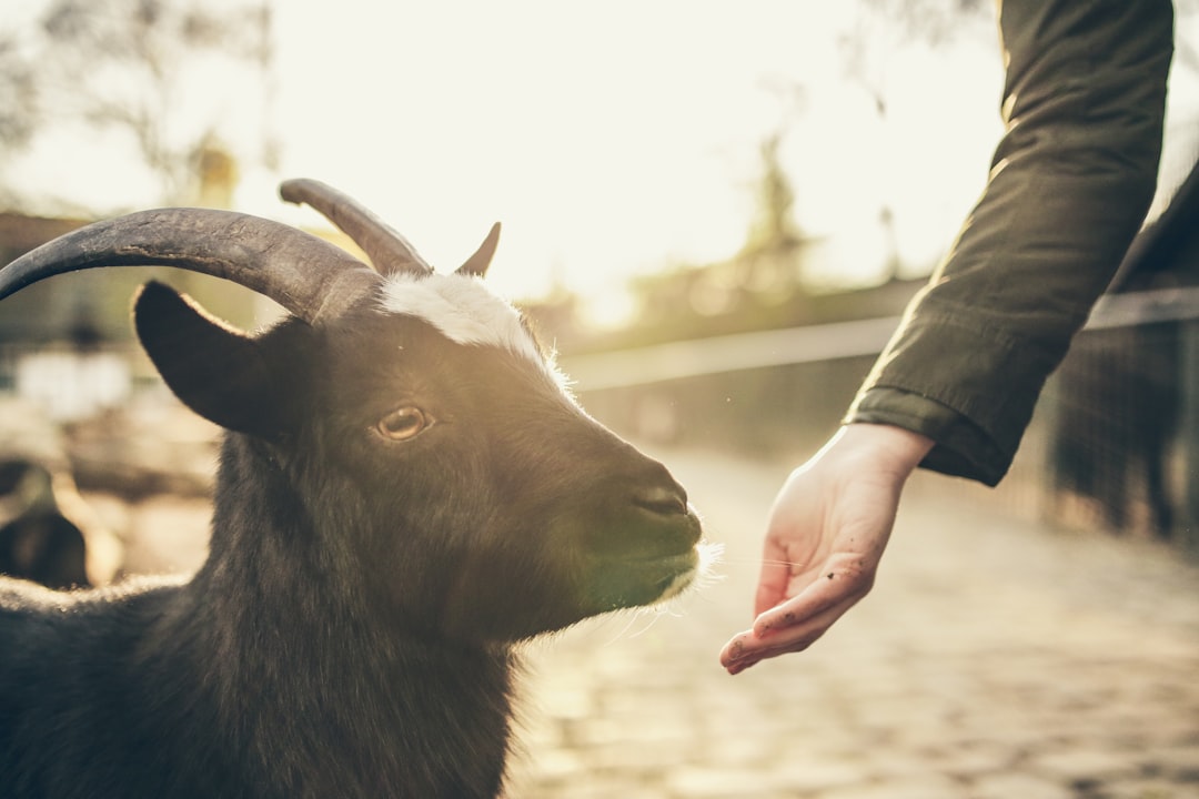 How Long Do Goats Live: Understanding Their Lifespan